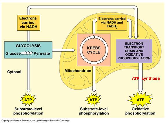 Glycolyse et respiration mitochondriale
