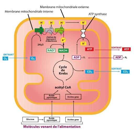 Fonctionnement mitochondrial