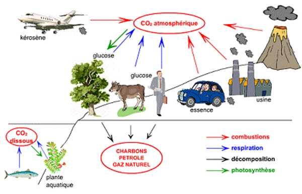 Cycle du carbone simplifié