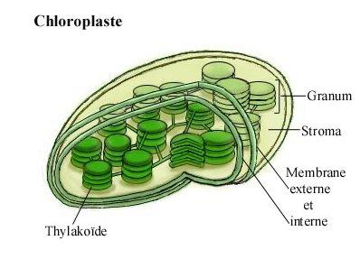 Chloroplaste