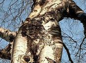 sais pourquoi (Guillevic)