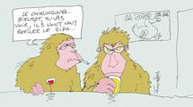 Des macaques chik
