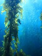 Agar-Agar, la nouvelle arme minceur....