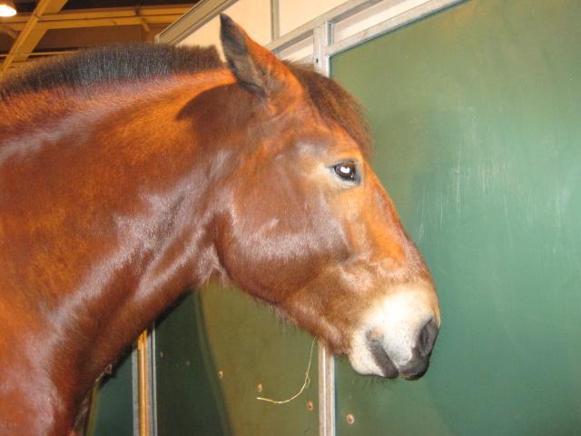 Le Salon International de l'Agriculture