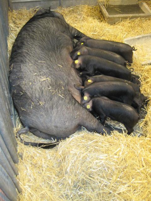 Le Salon International de l'Agriculture