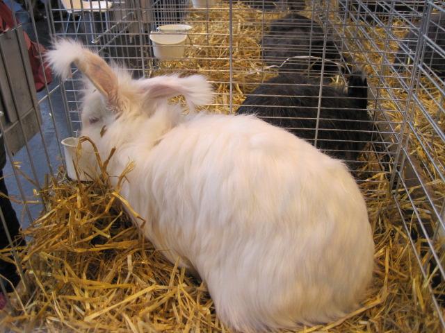 Le Salon International de l'Agriculture