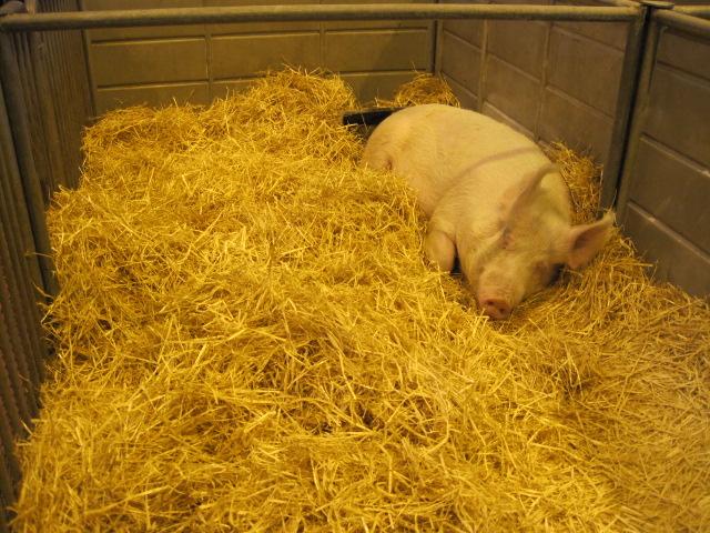 Le Salon International de l'Agriculture