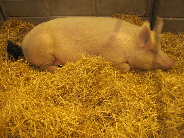 Le Salon International de l'Agriculture