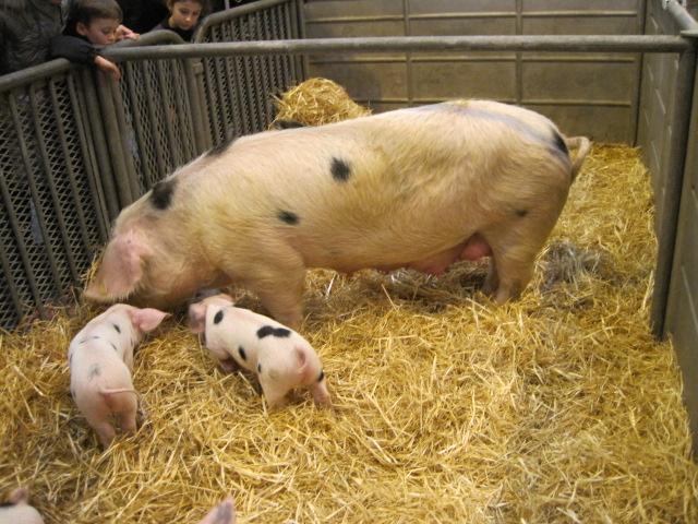 Le Salon International de l'Agriculture