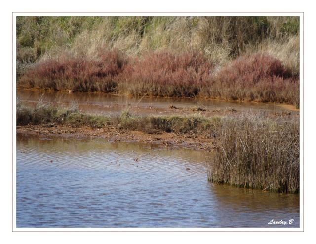 MARAIS SALANTS