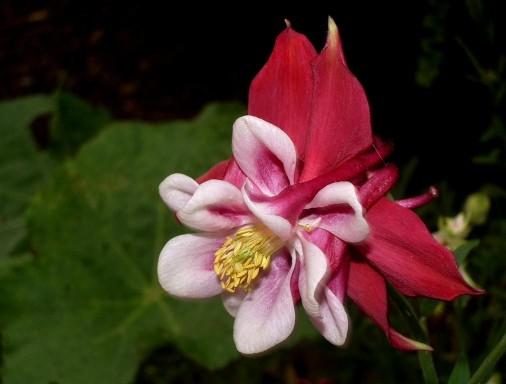 Et ma blème araignée, ogre illogique et las…