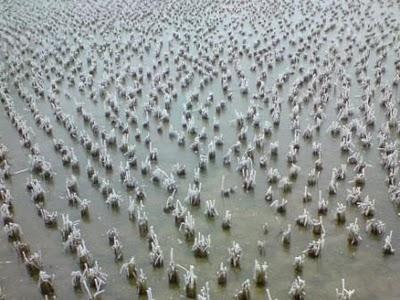 Carnets, 15 février (2/3): Au pays de la Belle au Bois Domant