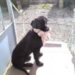 diouck et son jouet improvisé