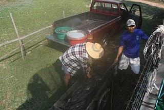 Assèchement de la rizière et pêche