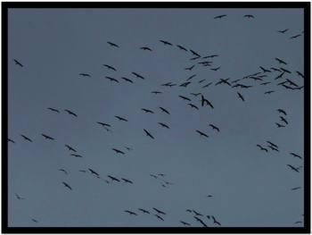 Tant de grues sur la tête …