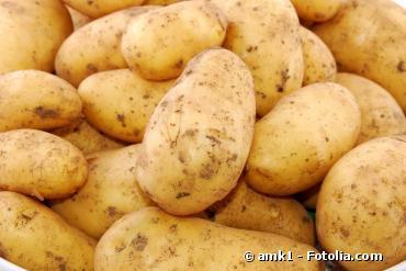 La patate OGM bientôt autorisée en France?!