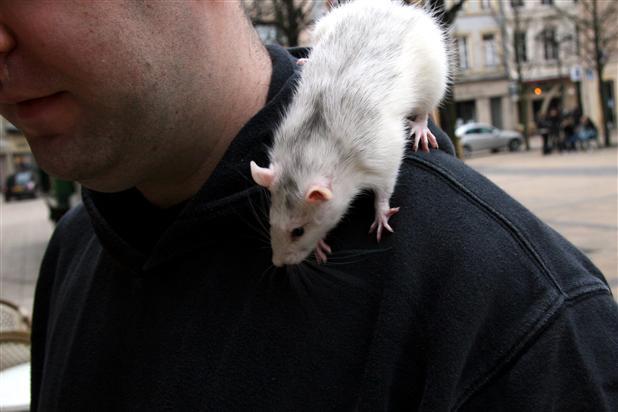 La différence entre le rats et l'humain à l'urgence!