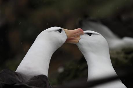 Les îles Crozet abritent ainsi la communauté d’oiseaux de mer la plus abondante au monde (25 millions de reproducteurs par an). Ici, deux albatros à sourcil noir.