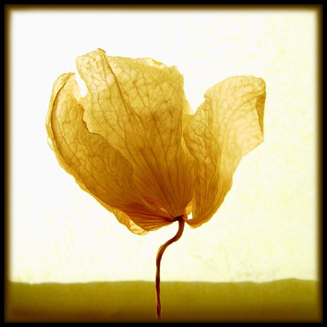 Symboles (Hermann Hesse)