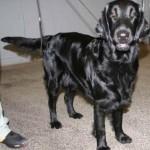 retriever-poil-plat-150x150        nos  amis les animaux 