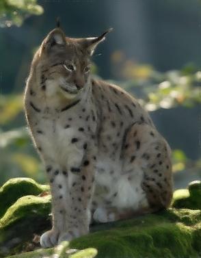 Mascotte Lucid Lynx