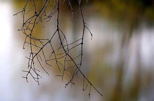 Grincement d’une branche tordue (Hermann Hesse)