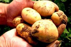 ps-ogm-amflora-pommes-de-terre-europe-barroso-agriculture-transgenique-ps76-blog76