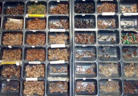 VILMO IN NZ – DA REAL THING / LES GRANDS ESPACES