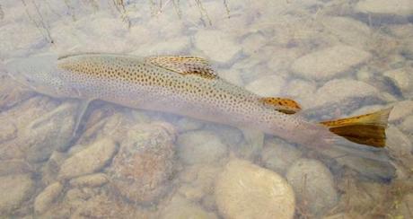 VILMO IN NZ – DA REAL THING / LES GRANDS ESPACES