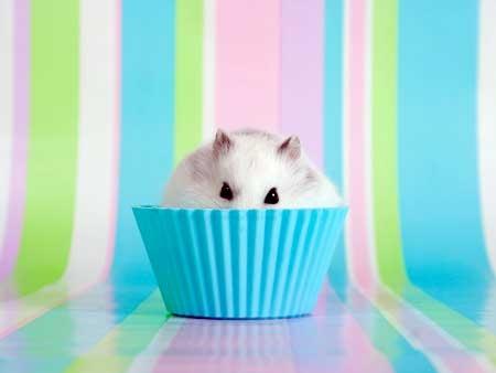 Comment je cohabite avec un Hamster