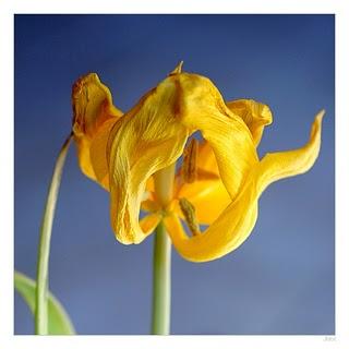 La tulipe fanée à jamais reste close (Homar Khayam)