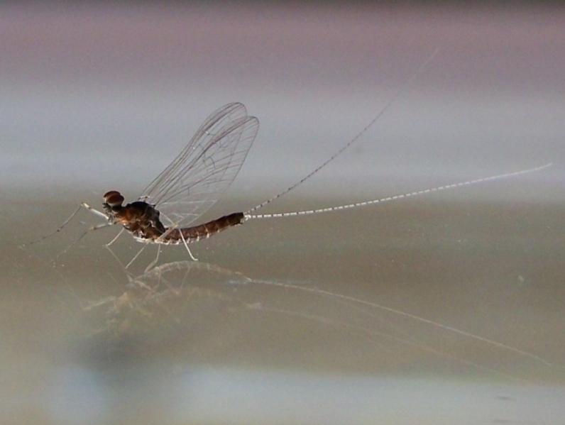 Pourquoi je suis venu, pourquoi je suis parti (Homar Khayam)