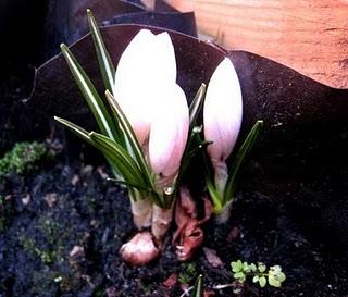 Ce ne serait pas un peu le printemps là ?