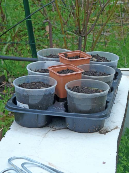 Potager mars 10 : premières plantations !