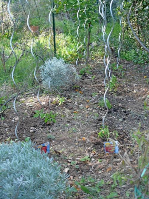 Potager mars 10 : premières plantations !