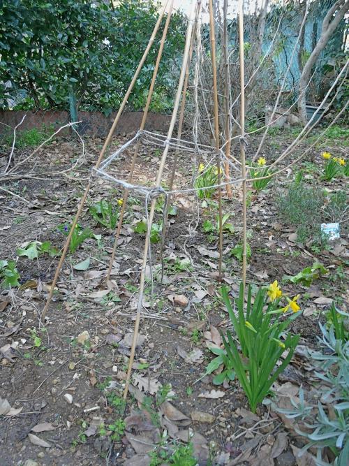 Potager mars 10 : premières plantations !