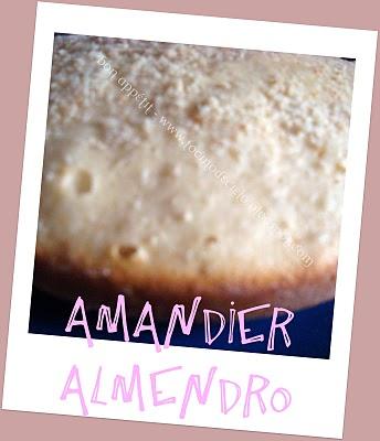 Amandier - Almendro
