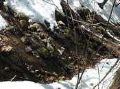 p'tit printemps tout vert, remplace l'hiver blanc, blanc!