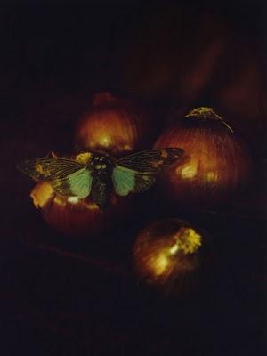 Les natures mortes de Liliroze Les natures mortes de Liliroze