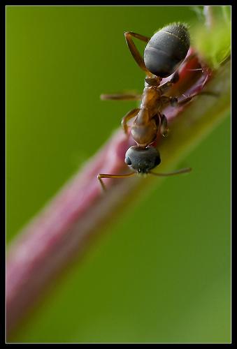 Des fourmis en macro les photos de la semaine