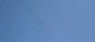 Les vautours de La Mesilla