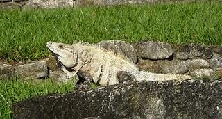 Mi Camino Maya: Palenque - Faune locale