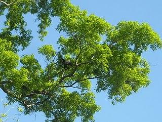 Mi Camino Maya: Palenque - Faune locale