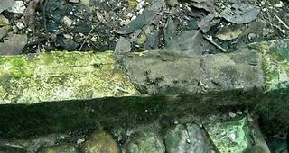 Mi Camino Maya: Palenque - Faune locale