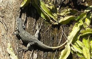 Mi Camino Maya: Palenque - Faune locale