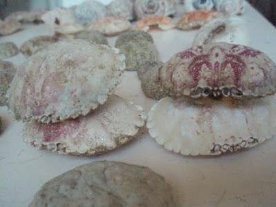 Land art ou fortune de mer