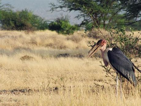 Marabout, près du lac Magadi, Kenya