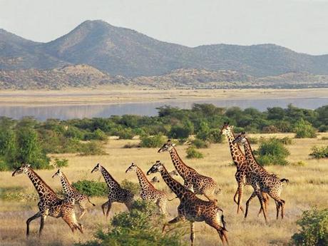 Girafes, près du lac Magadi, au Kenya