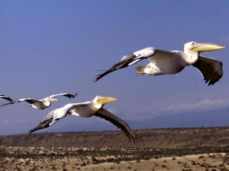 Pélicans blancs en plein vol, dans la région du lac Magadi, Kenya
