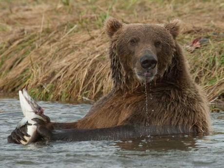 Grizzli et saumon - Parc National Katmai, aux États-Unis